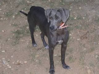 However, it doesn't affect the pup's quality of life in most cases. Blue Lacy Puppies For Sale / Blue Lacy Dog Breeders