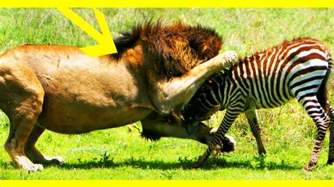 Most Amazing Wild Animal Fights Craziest Animal Fights Caught On