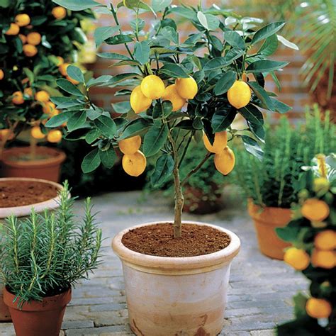Why the Dwarf Lemon Meyer is One of the Best Fruit Trees to Grow Indoors - House Fur