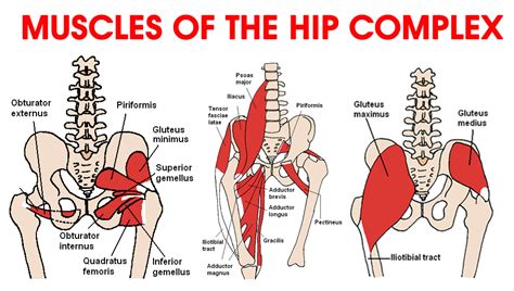 It allows for complete rotations of the hip and is also. Ask the Physio … Hip Flexors - DanceLife | Australia's ...
