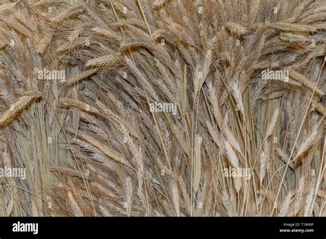 Wheat Texture Dry Wheat Ears Barley Texture Stock Photo Alamy