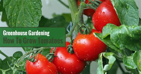 How To Grow Tomatoes In A Greenhouse Greenhouse Emporium
