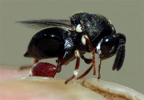 Chalcid Wasp Brachymeria Fonscolombei Whats That Bug
