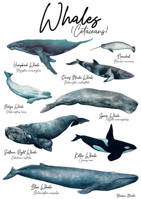 Madison Mueller Whale Poster