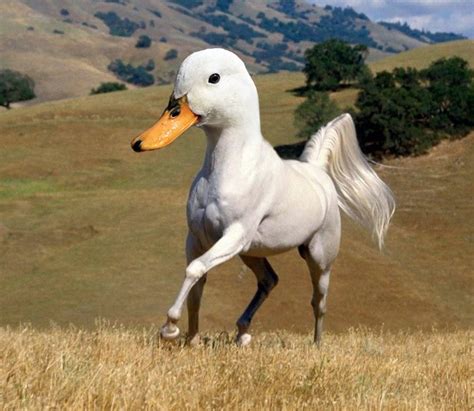 Would You Rather Fight 1 Horse Sized Duck Or 100 Duck Sized Horses We
