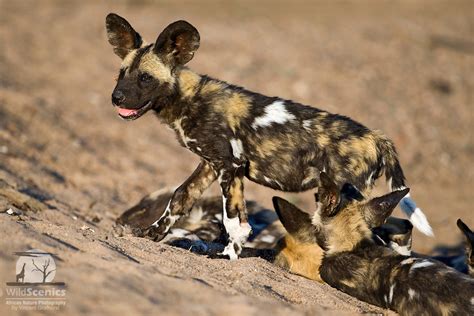 The african wild dog (lycaon pictus), also called painted dog, painted wolf, or cape hunting dog, is a species of canid native to southern and eastern africa. African wild dog pup | Wild Scenics