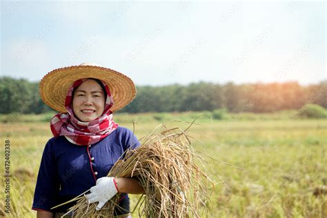 Asian Female Farmer Wear Hat Thai Loincloth Covered Her Head Holds Sickle To Harvest Rice