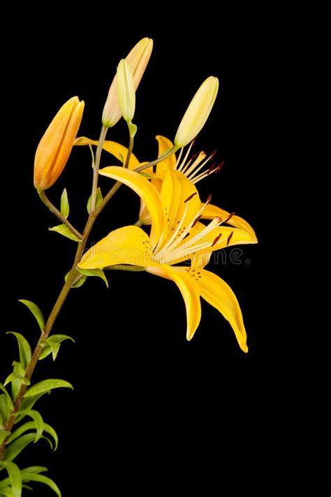 Lily Stock Photo Image Of Flower Detail Flowering 20999492