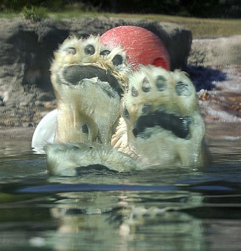 Polar Bear Feet Flickr Photo Sharing