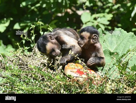 Capuchin Monkeys Enjoy Icy Treats Which They Got Due To The High