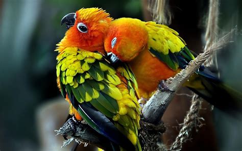 Cute Parrots Hd Desktop Wallpaper Widescreen High Definition