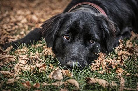 But the higher energy level, longer hair, color, and shorter life expectancy (more on that below) gives them a disadvantage. Flat Coated Retrievers Vs. Black Labs | Cuteness