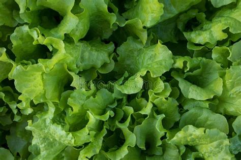 Leafy Green Lettuce Growing In Garden Stock Photo Image Of Bunch