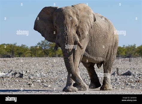 African Bush Elephant Loxodonta Africana Adult Male Walking On Arid