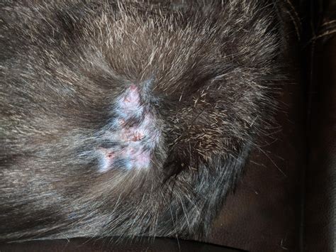 Our 3 Year Old Cat Has Develooed This Bald Spot With Scabs On Them And