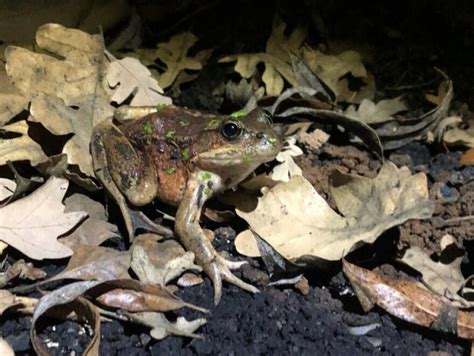 These Already Threatened Frogs Were Nearly Annihilated By Last Years Fire And Rain Laist