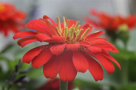 Beautiful Red Flower From Side Angle In Natural Lighting Stock Photo