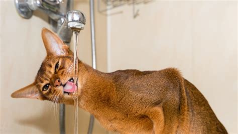 Top 10 Cat Breeds Who Love Water Cattime