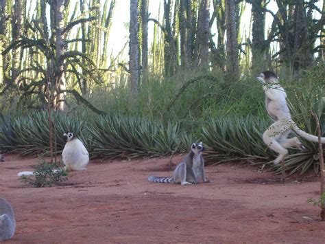 Berenty, Spiny Forest and Dancing Lemur - Encounter Madagascar