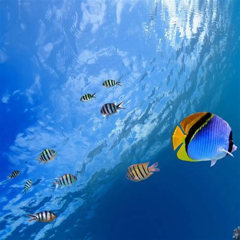 Underwater Tropical Fish Ipad Wallpapers Free Download