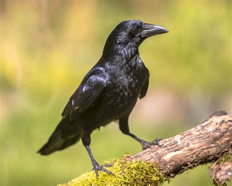 Ticks prefer grassy, brushy, and wooded areas, the cdc says, so you up your risk of coming into contact with them if you love to go hiking, trail running, cycling, camping, or even spend time in your backyard garden. How to Get Rid of Crows in Your Backyard: Reclaim Peace ...