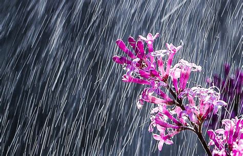 Nature Flower Rain Beautiful Free Photo On Pixabay