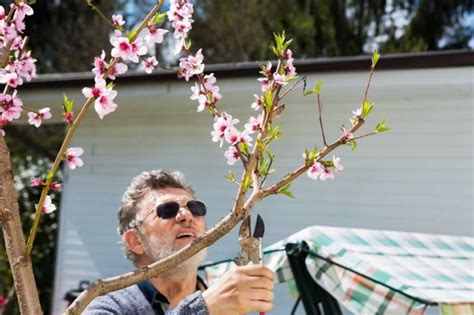 Beginners Guide To Pruning Peach Trees