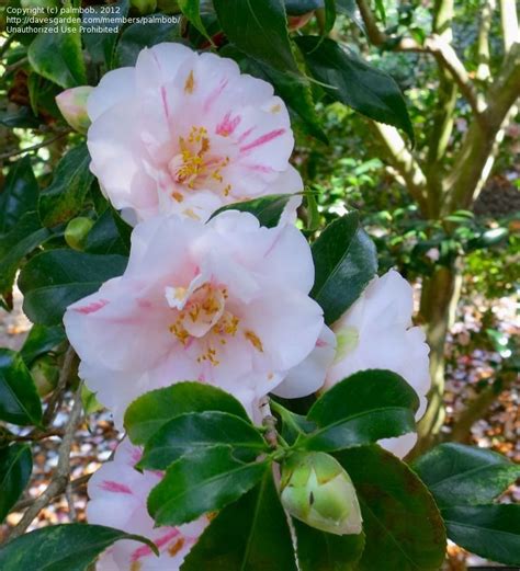 Plantfiles Pictures Common Camellia Japanese Camellia Lady