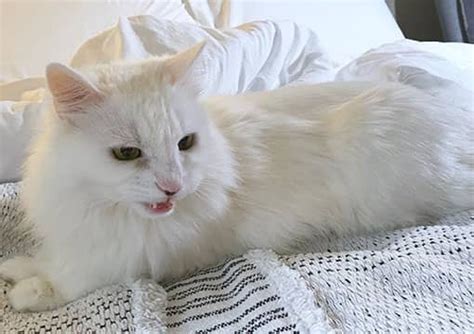 7 Reasons Why You Should Invest In Turkish Angora Cat