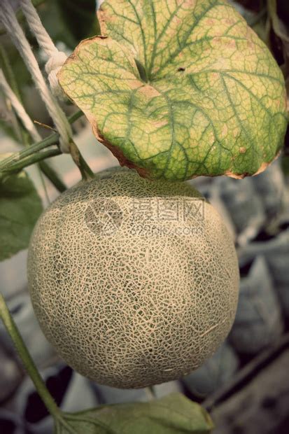 日本甜瓜或青瓜或甘蓝瓜植物的幼苗在温室农场生长高清图片下载 正版图片506258314 摄图网