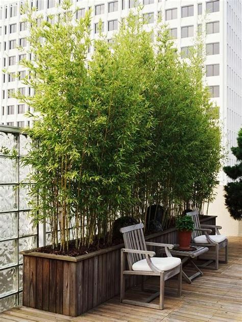Bamboo Used As A Screen For Privacy Urban Garden Bamboo Garden