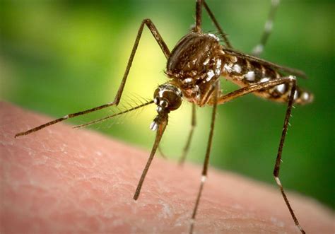 Study Aims To Find If Mosquitoes Native To Us Can Transmit Zika