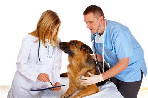And they will provide all the necessary assistance if necessary. So you want to be a Vet ? - vet-n-pet DIRECT Blog