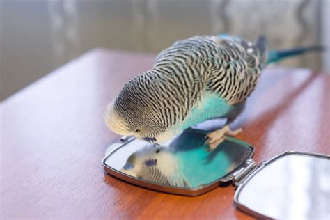 Male Blue Budgie Play With Mirror Stock Photo Image Of Color Bird