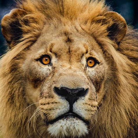 Hd Wallpaper Lion Head Big Cat Predator Mane King Lion Males