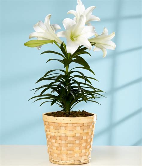 Easter Lily Easter Lily Easter Flower Arrangements Easter Flowers