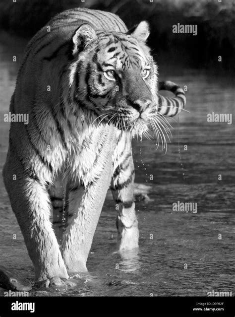 Siberian Tiger Crisp Sharp Power Elegant Hi Res Stock Photography And