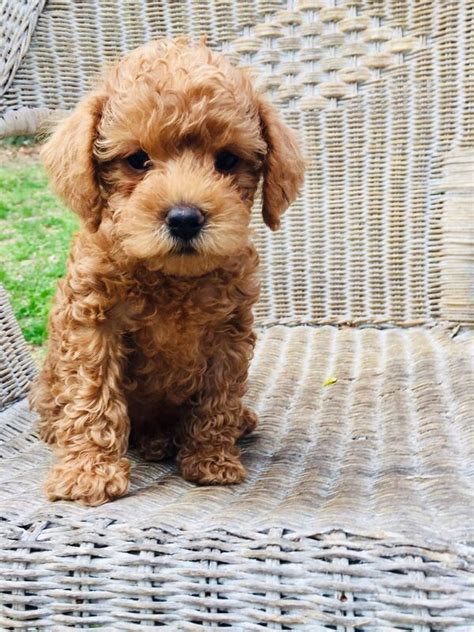 We did not find results for: Ginger - Growing Puppies Schnoodles