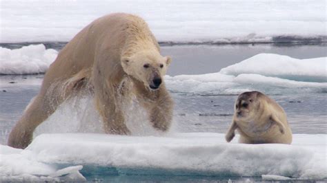 Hungry Polar Bear Ambushes Seal The Hunt Bbc Earth Polar Bear