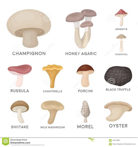Popular Edible Mushrooms All Mushroom Info