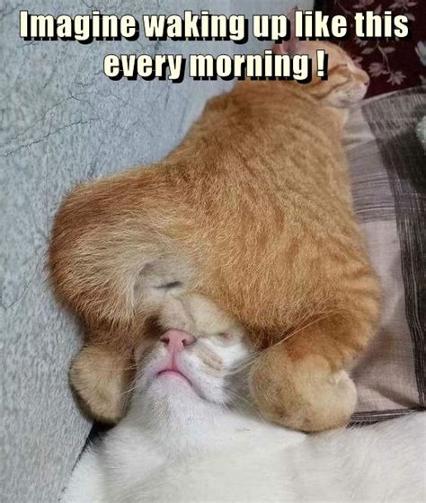 imagine waking up like this every morning lolcats lol cat memes funny cats funny cat