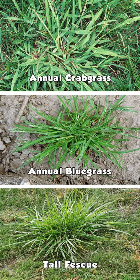 Coarse Fescue Vs Crabgrass Tall Fescue Is A Thick Bladed Fast Growing