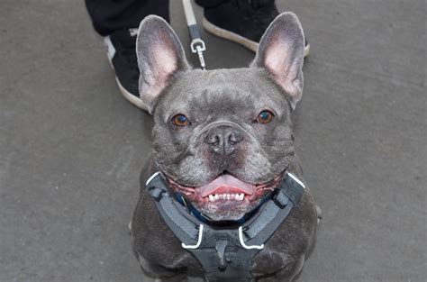 Dogs For Adoption - FRENCH BULLDOG RESCUE GB