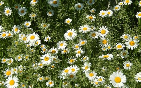 Daisy Nature Flower White Green Wallpapers Hd
