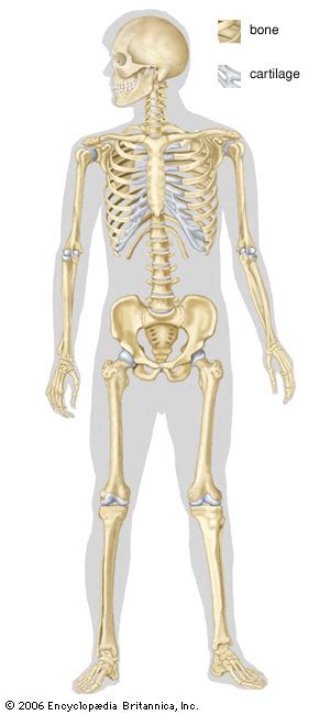 human skeletal system anatomy britannicacom
