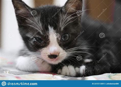 Kitten Eye Infection Stock Image Image Of People Cats 231511269