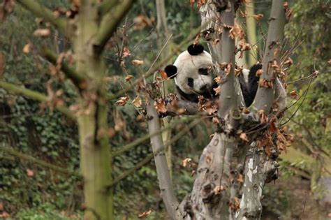 11 Extremely Strange Things About Pandas