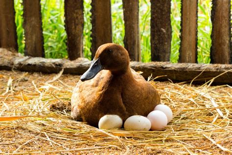 Duck Eggs One Dozen Frydek Heritage Farm