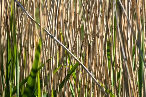 Roseau Gazon Plante Des Marais Photo Gratuite Sur Pixabay