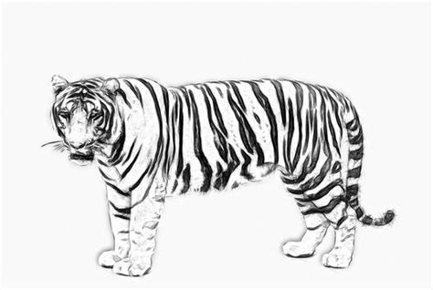 Share More Than 68 Tiger Pencil Sketch Best Seven Edu Vn